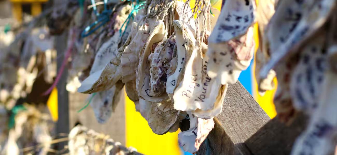 Villa Dolusienne - huîtres