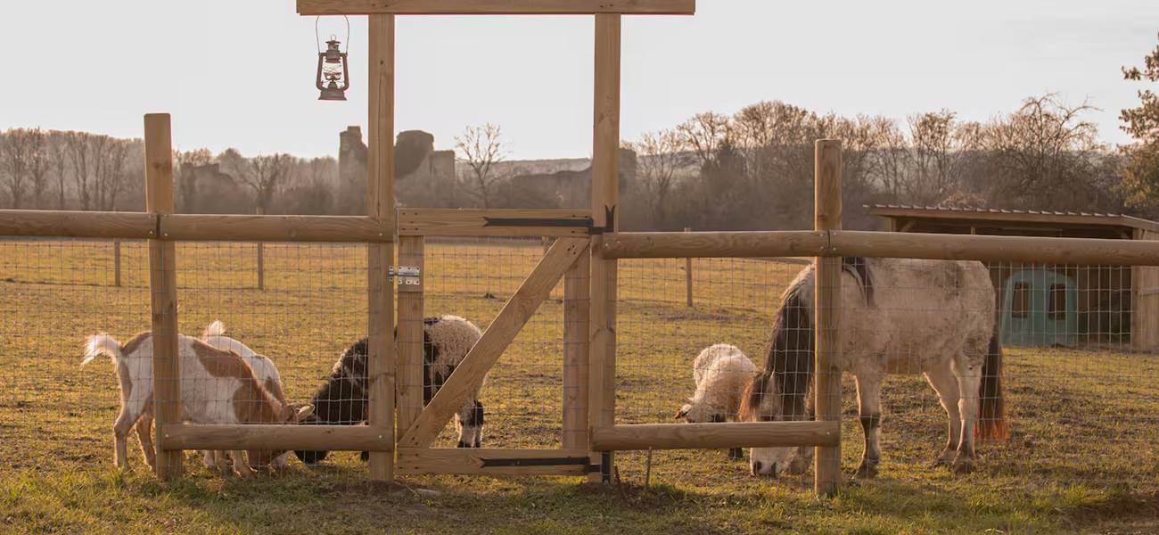 Les animaux de la ferme à la campagne