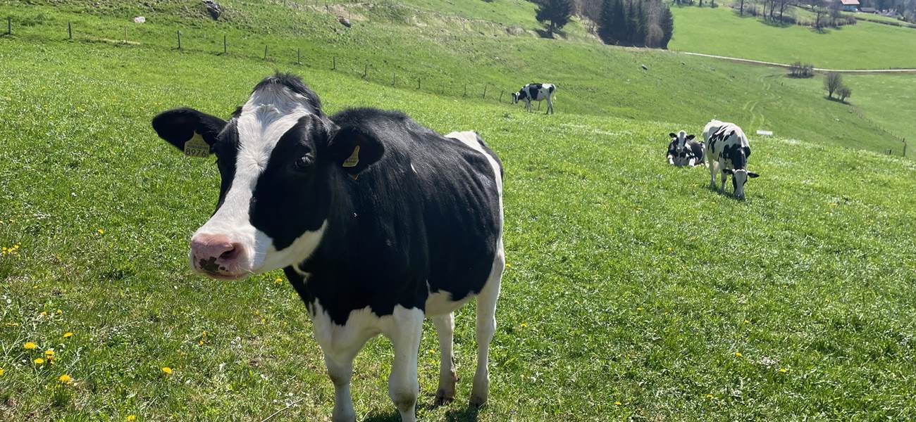 traditions-alpines-vaches-poya-desalpe-gruyere-weekend-couple