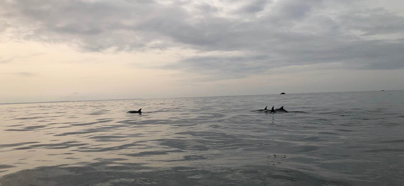 Pied à terre-Finistère Nord-dauphins-mer d'Iroise-Archipel Excursions-Terre d'Iroise