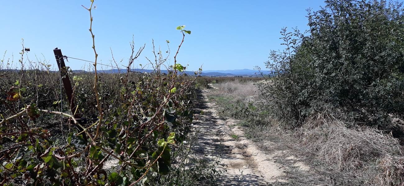 les vignes