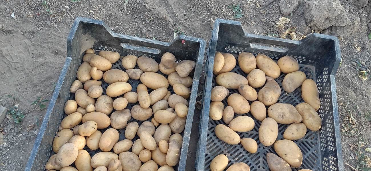 Les légumes du potager Le Coq du Nord Mailhac dans votre assiette