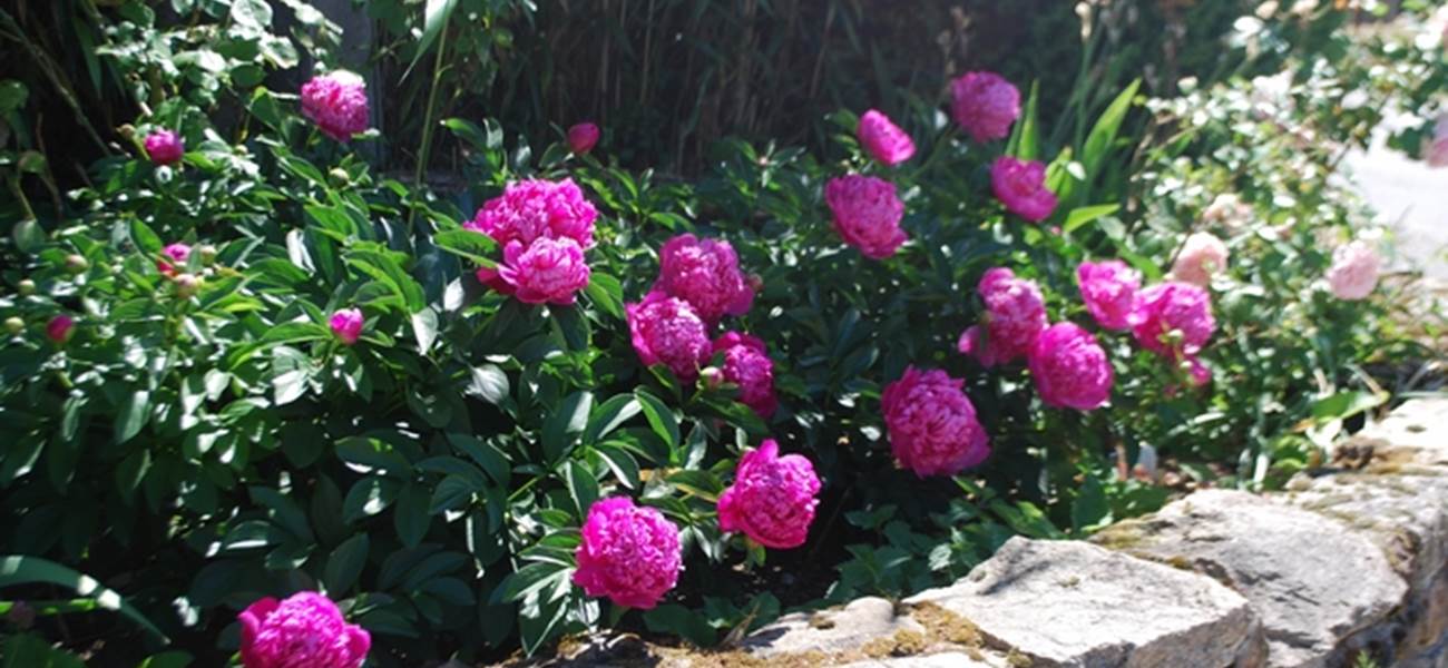 massif pivoines au Ranch des Lacs Hotel de Charme