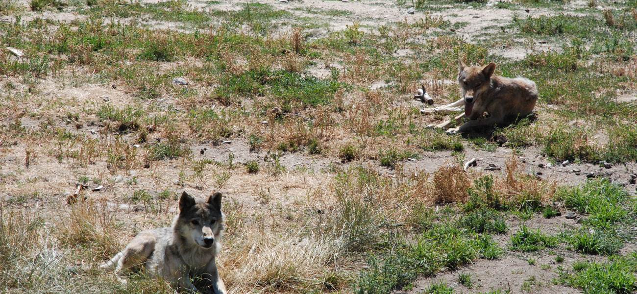 Les Chalets de la Margeride: Couple de loups