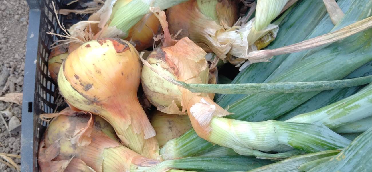 Le potager du Coq du Nord Mailhac