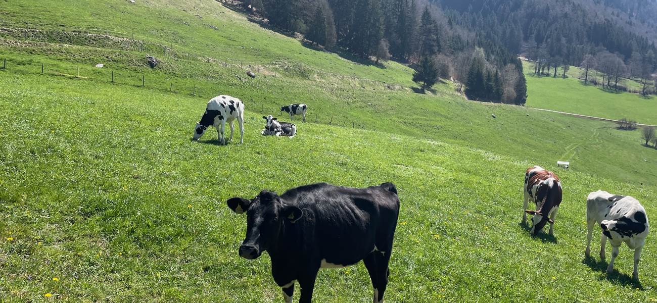 Vaches de la Gruyère aux alentours