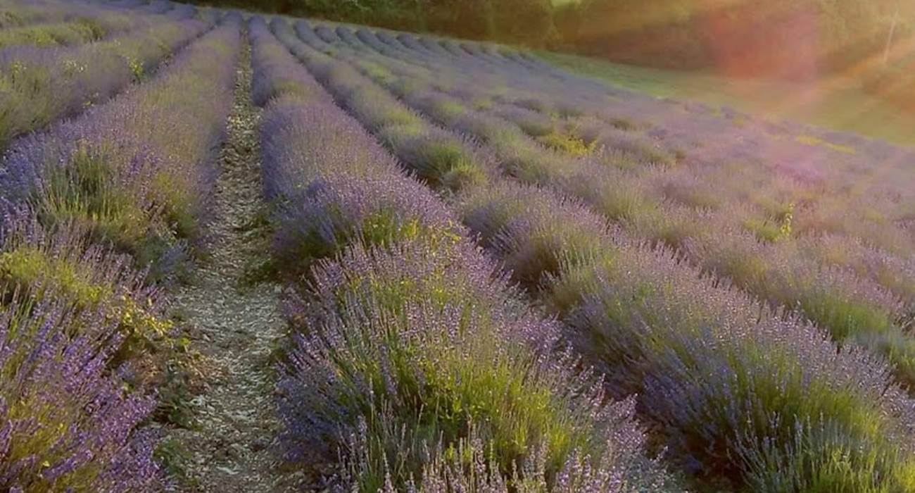 Les champs de lavande