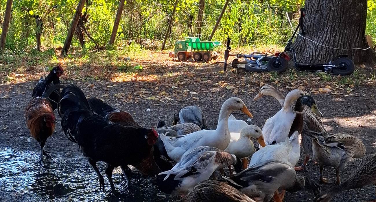 canard poules