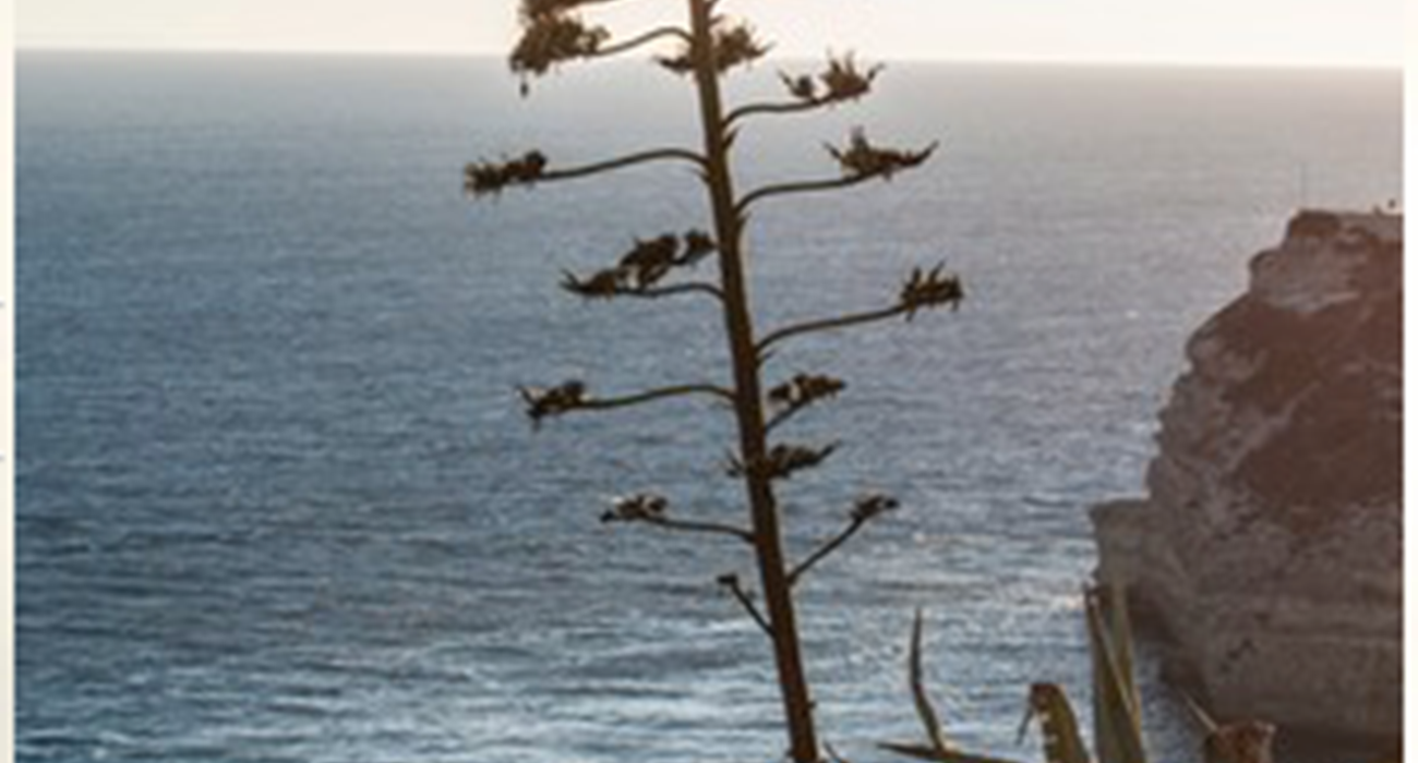 aloes