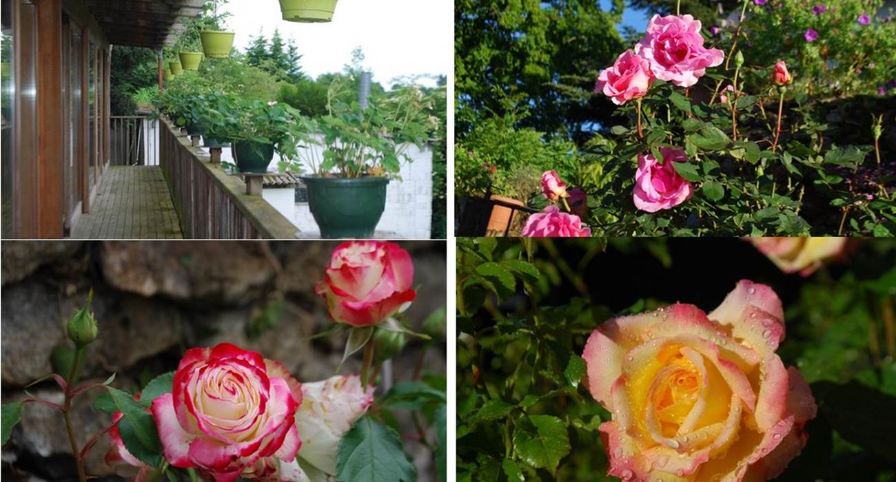 mois de juin un bouquet de roses au Ranch des Lacs 87120-page