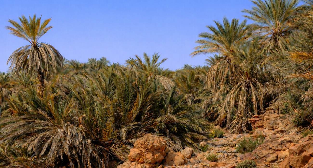 Dans l'oasis de Saf-Saf