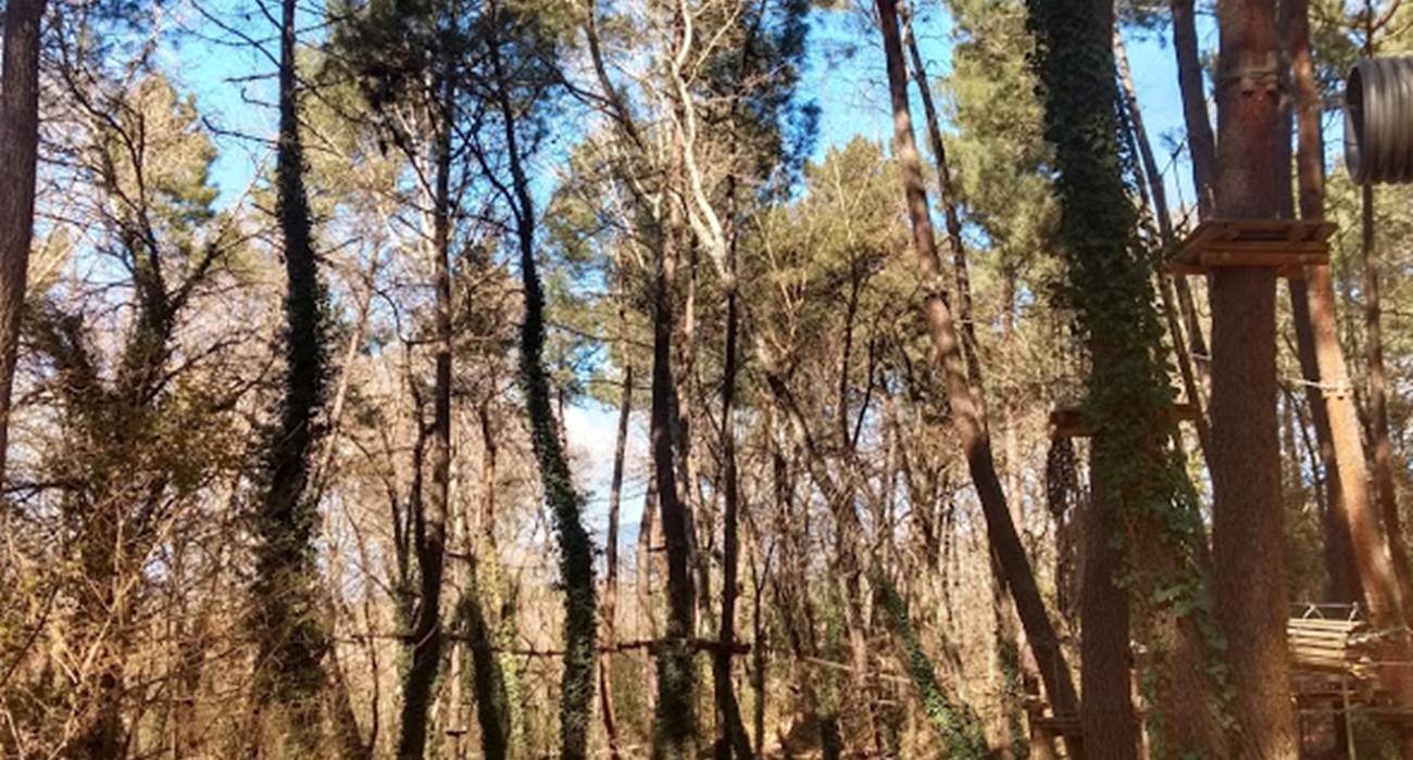 les pins à Mormoiron