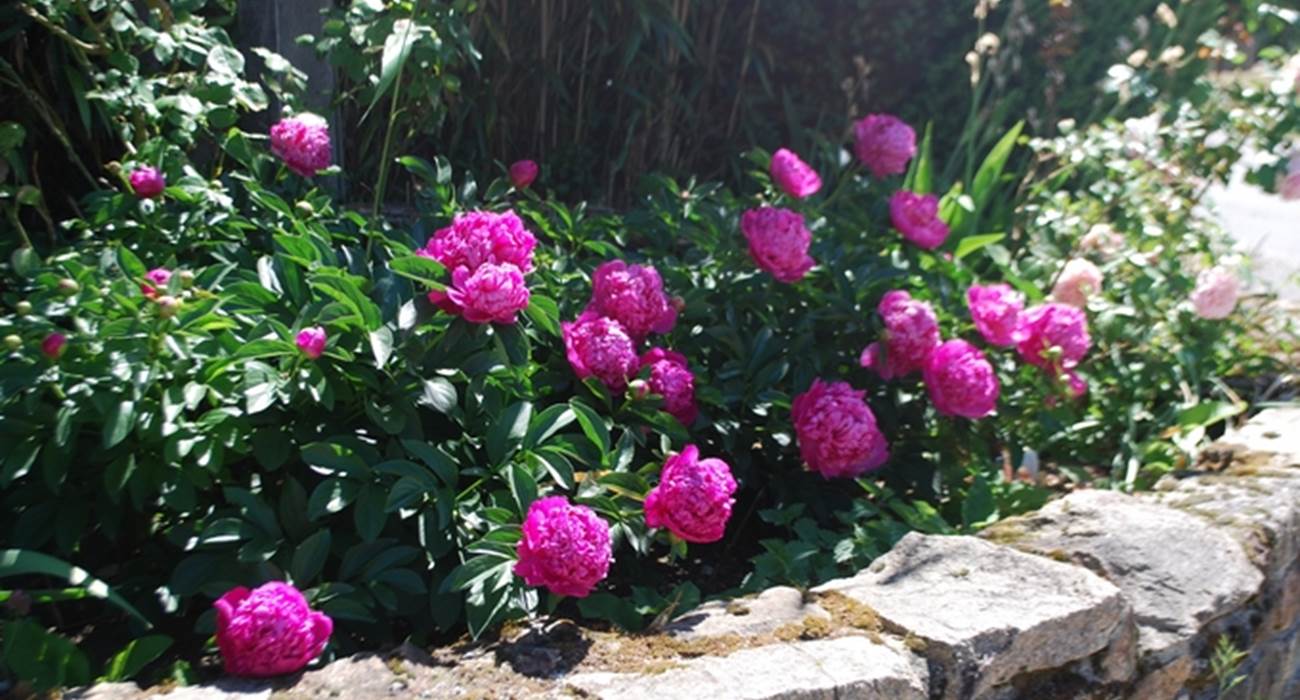 massif pivoines au Ranch des Lacs Hotel de Charme-page