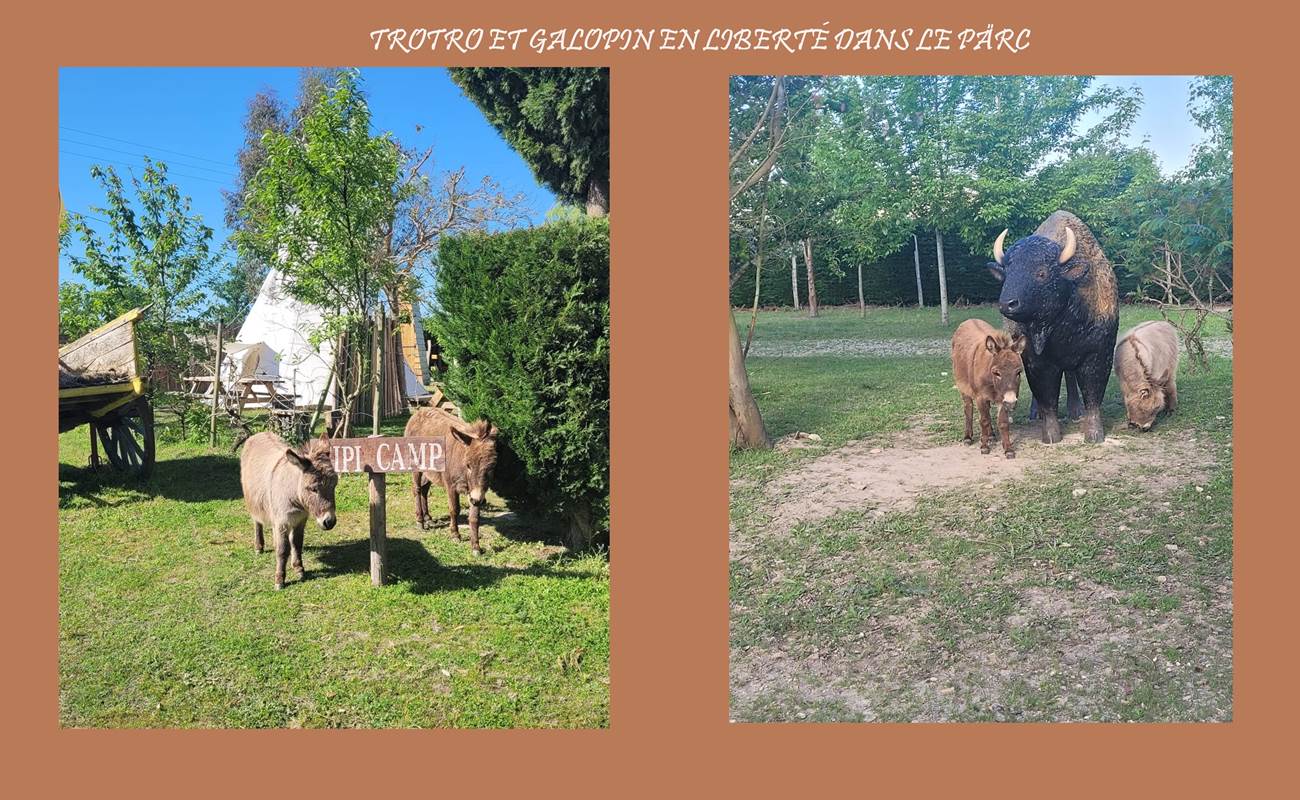 TROTRO_Original-photo-gallery