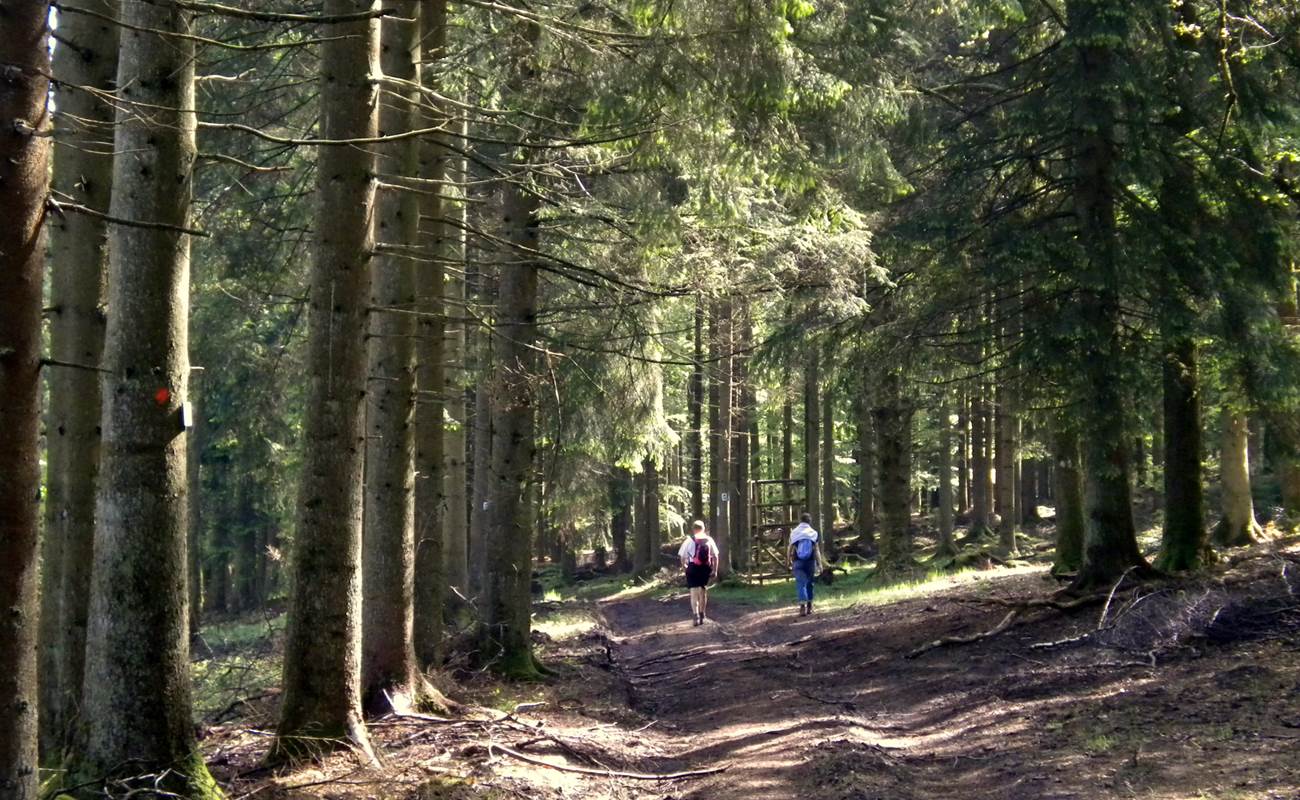 Balades en forêts-photo-gallery