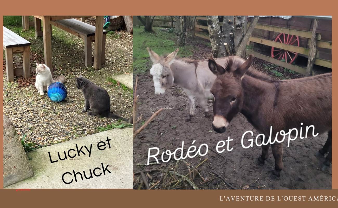 LES ANIMAUX-photo-gallery