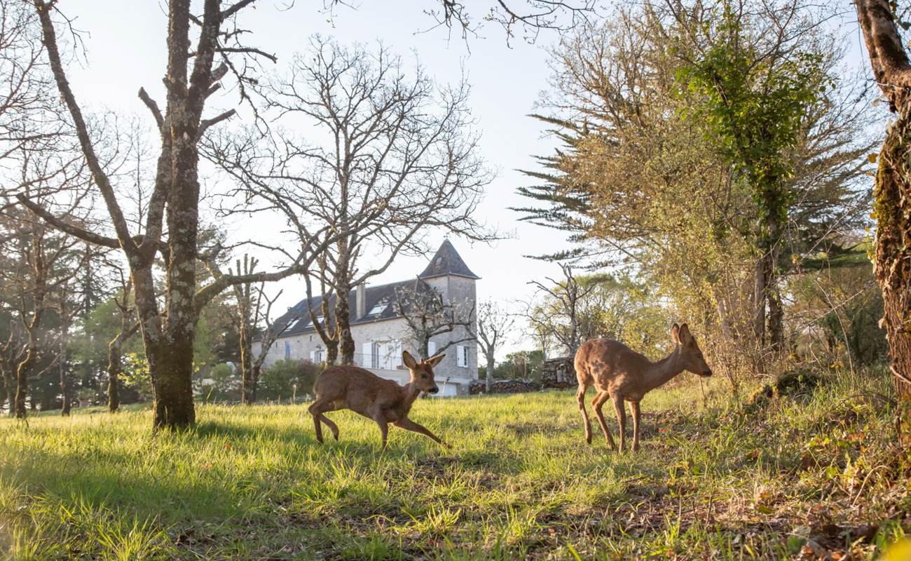 Biche-(6-Mo) - Copie-photo-gallery