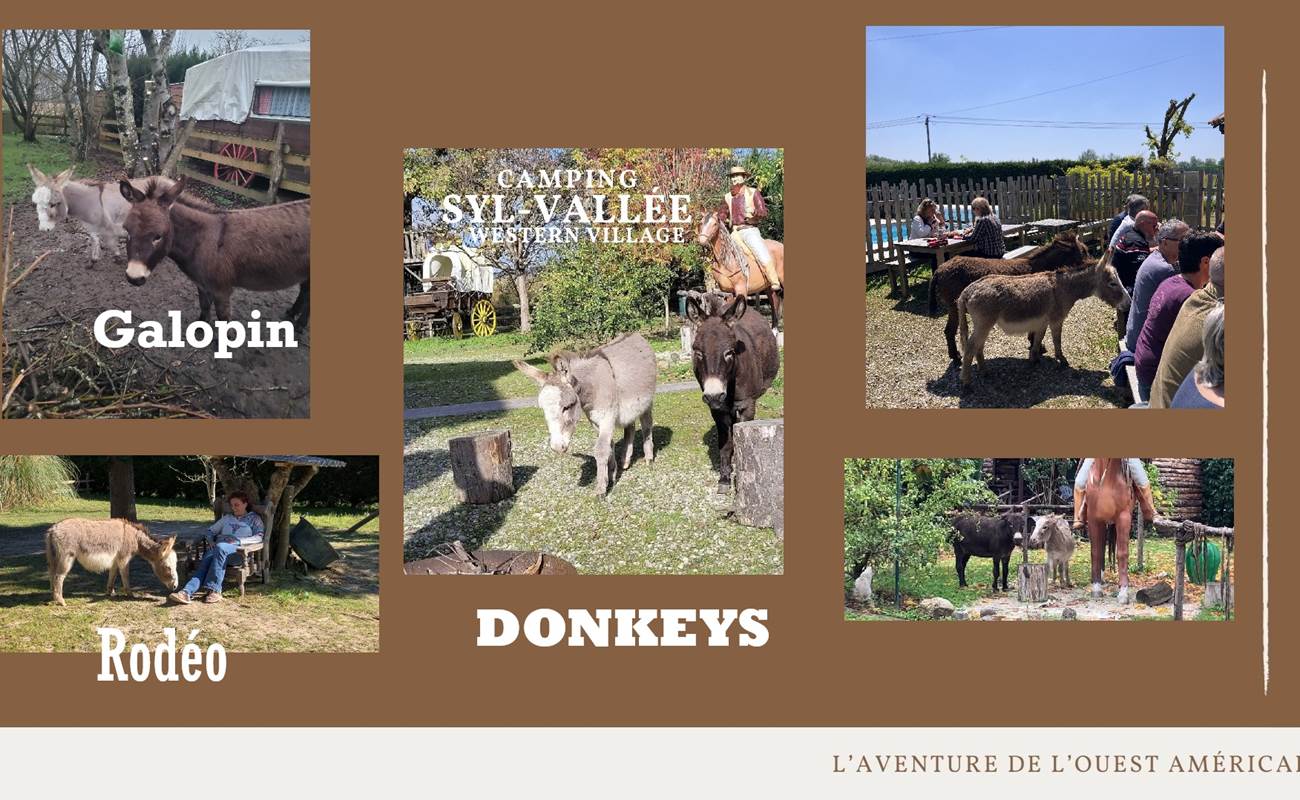 bookingdonkeys-photo-gallery