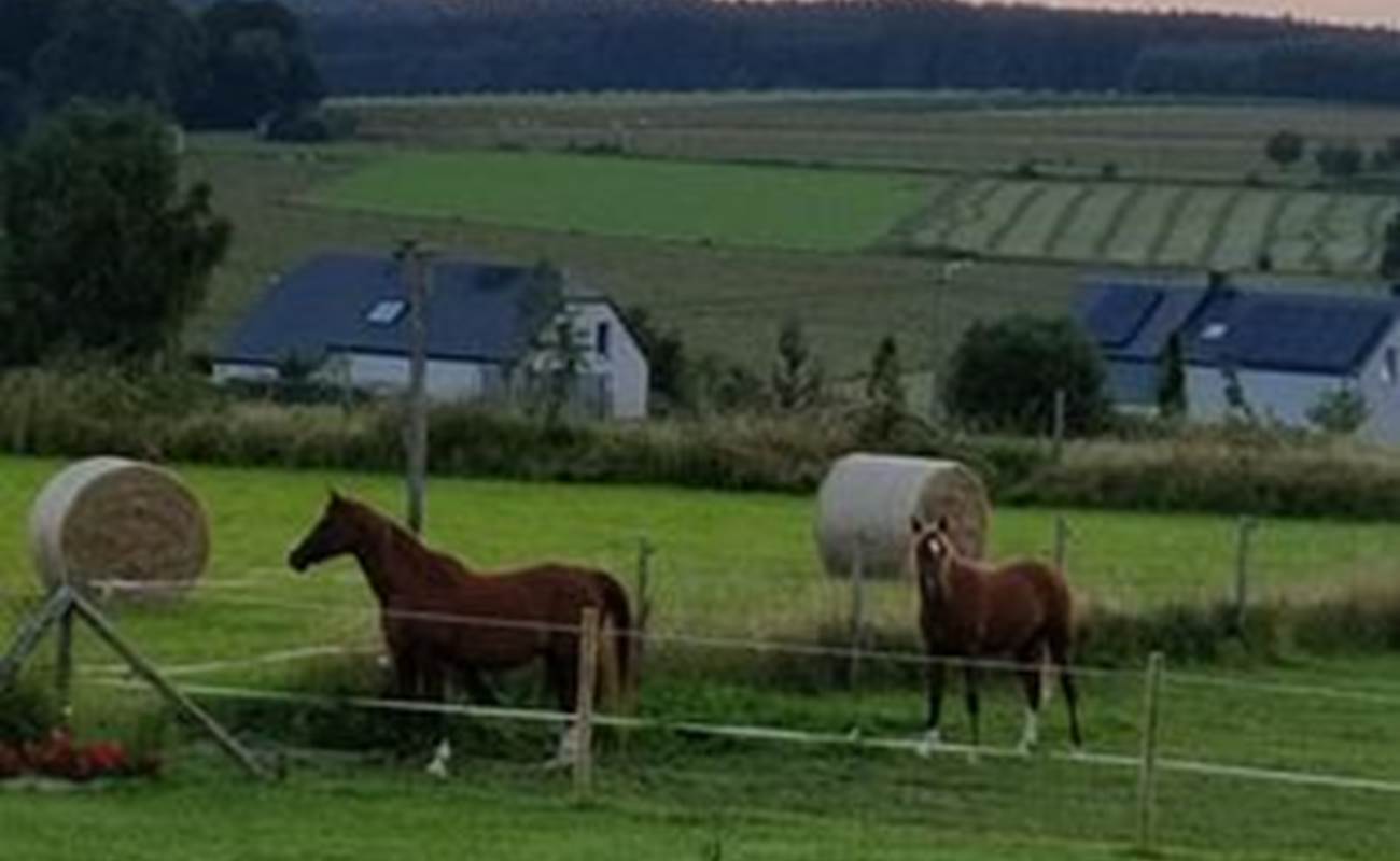 Vue depuis votre chambre, votre balcon, nos chevaux et la nature-photo-gallery