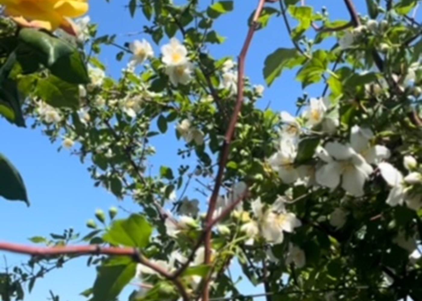 les couleurs printanière de la côte d'azur