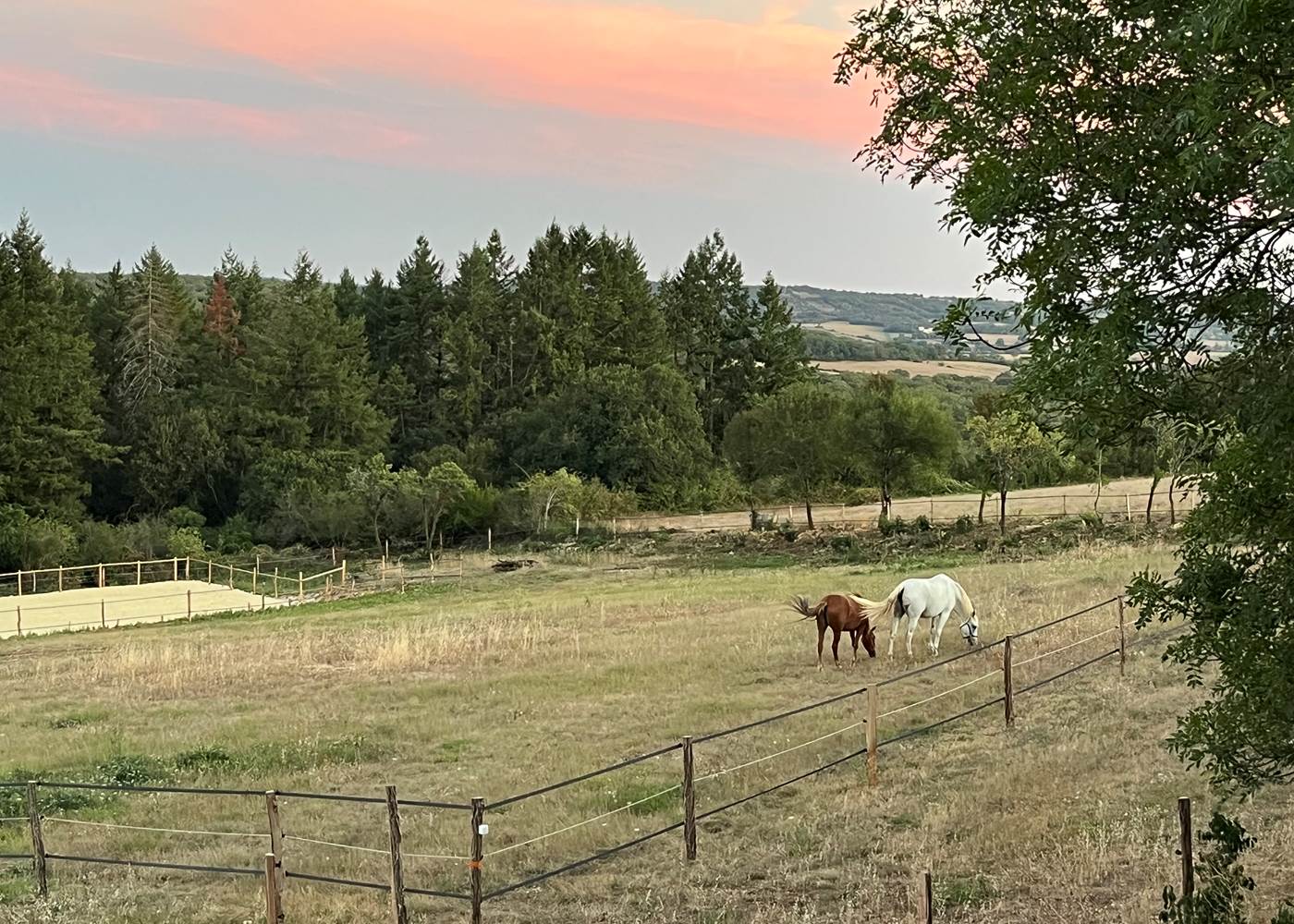 Les paddocks et la carrière