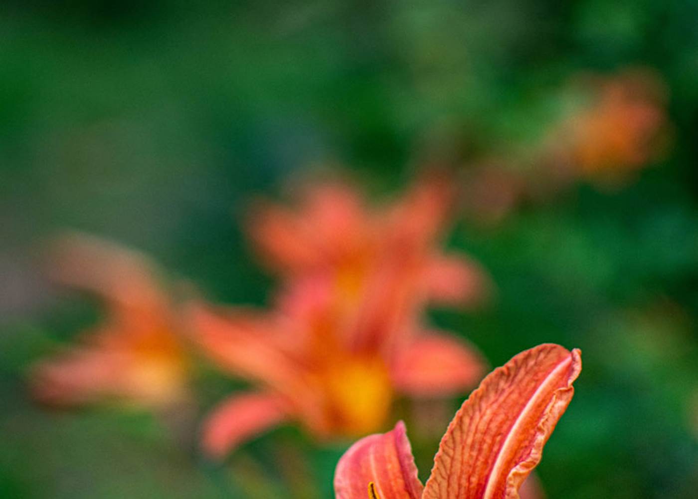 Les jardins de Berdis - Hémérocalle