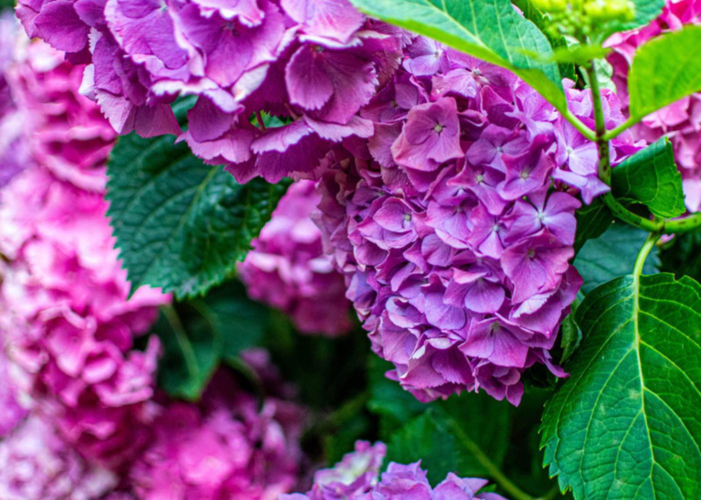 Les jardins de Berdis - Hortensia