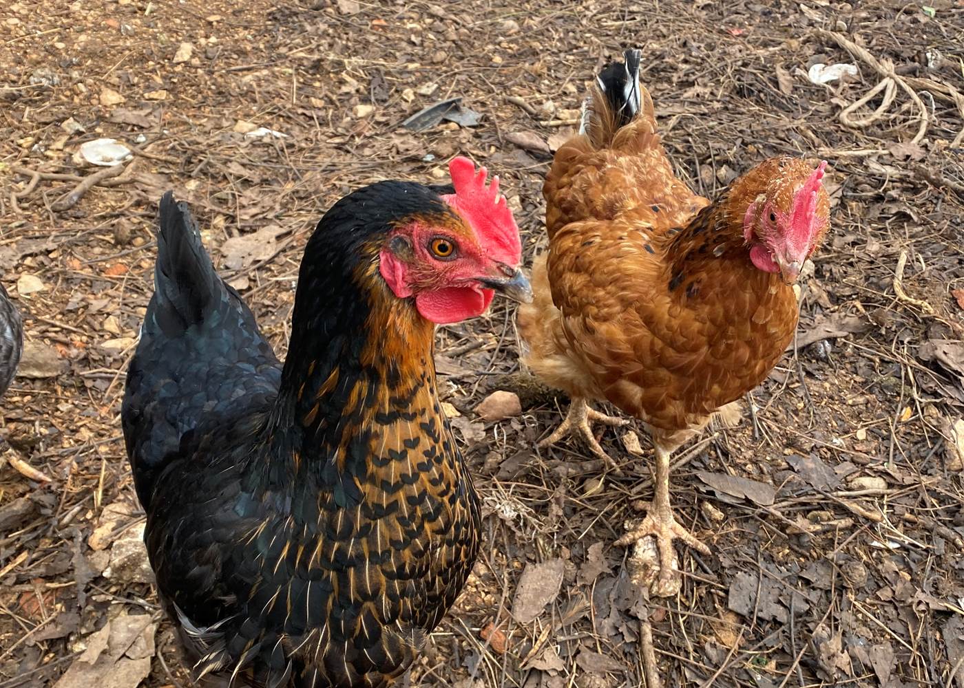 Eglantine & Princesse du Domaine du Gravier