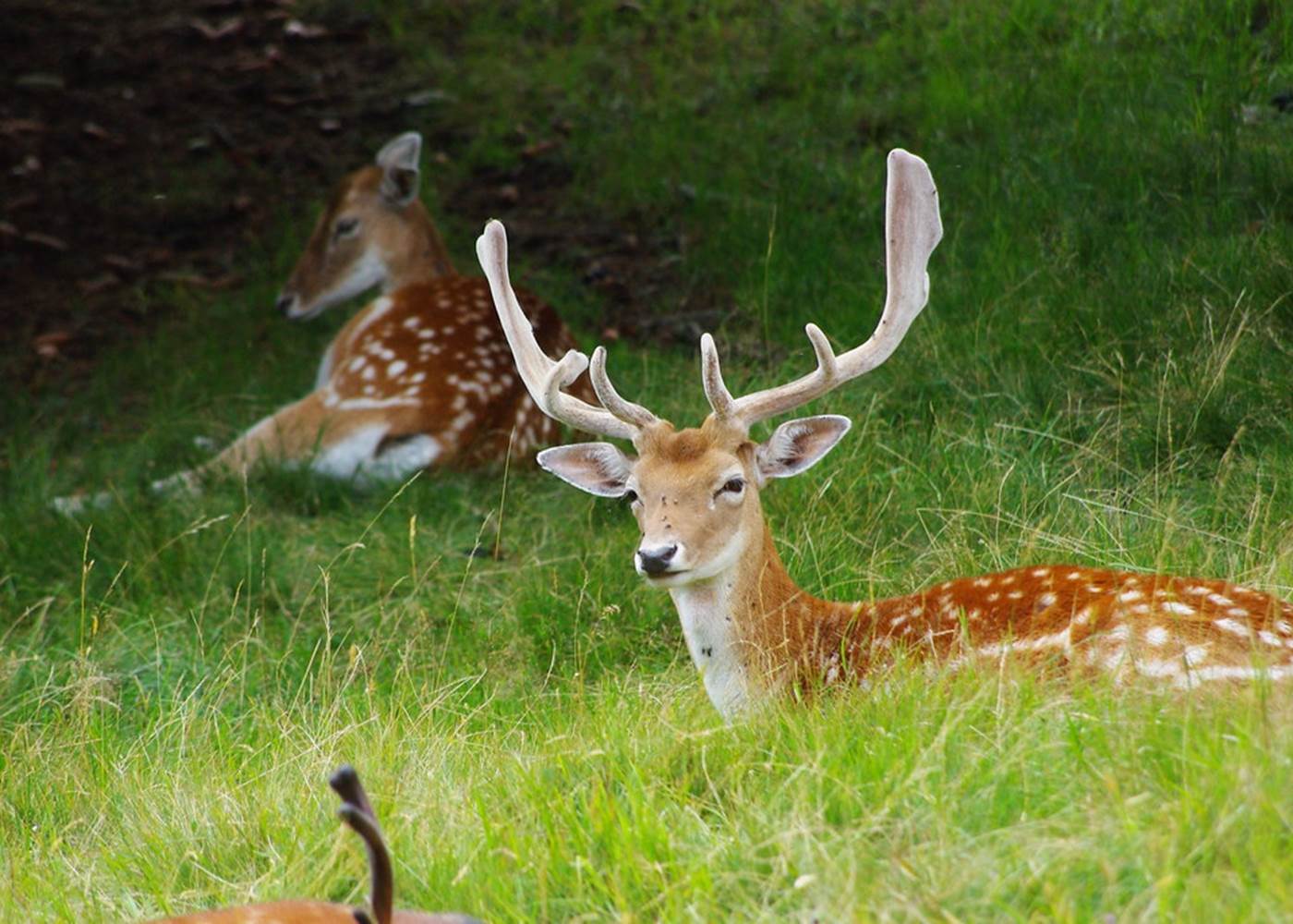 Parc de Merlet (Les Houches) 35 minutes from Vallorcine