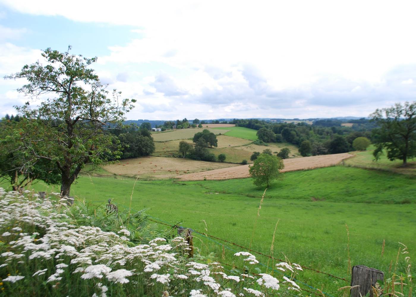paysages prés bosquets bois  la D14 entre Eymoutiers et Bujaleuf
