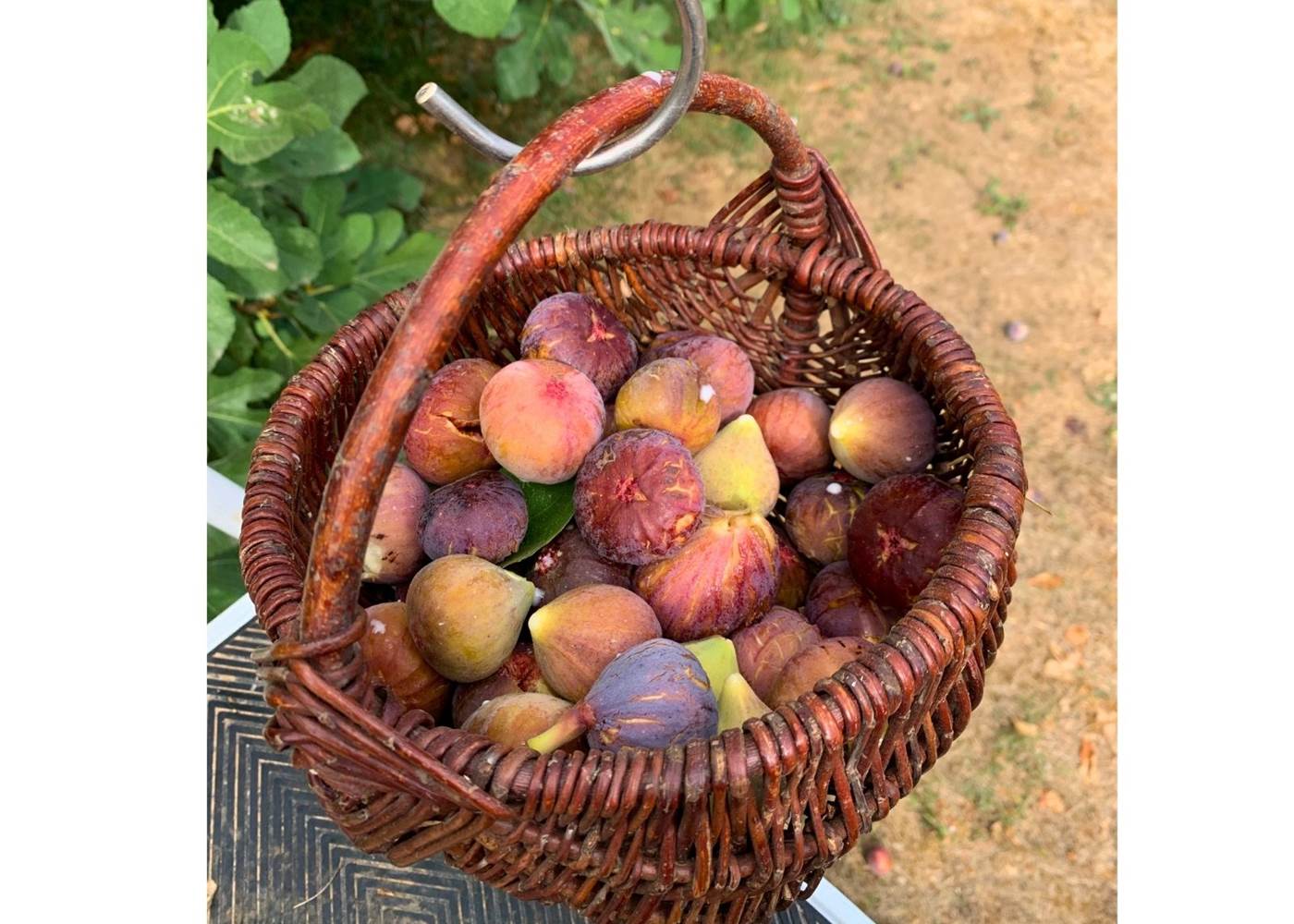 Les figues du Domaine