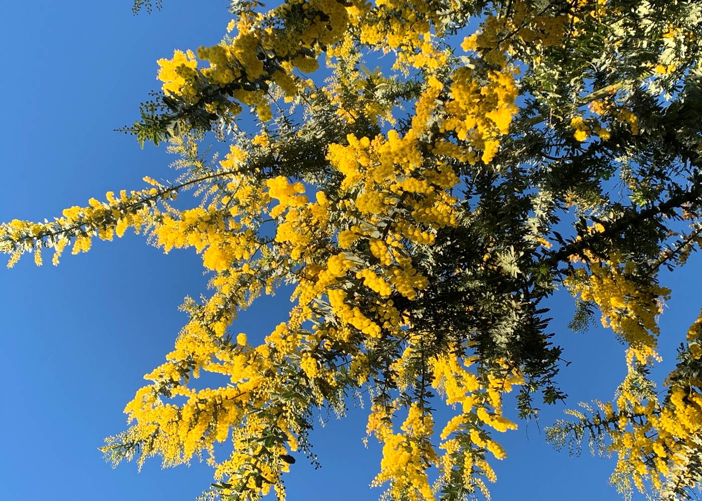 le mimosa s'exprime pleinement, avec soleil ou avec la pluie il nous offre sa splendide parure