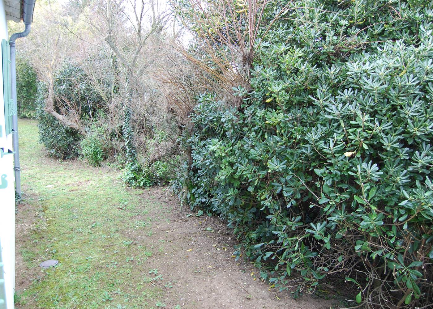 espace vert arrière