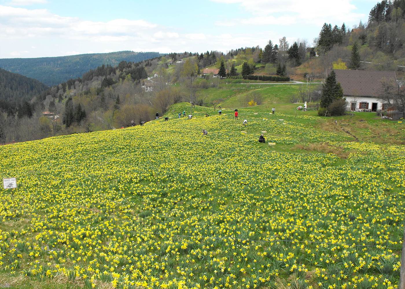 Les prés remplis de jonquilles dans les vosges