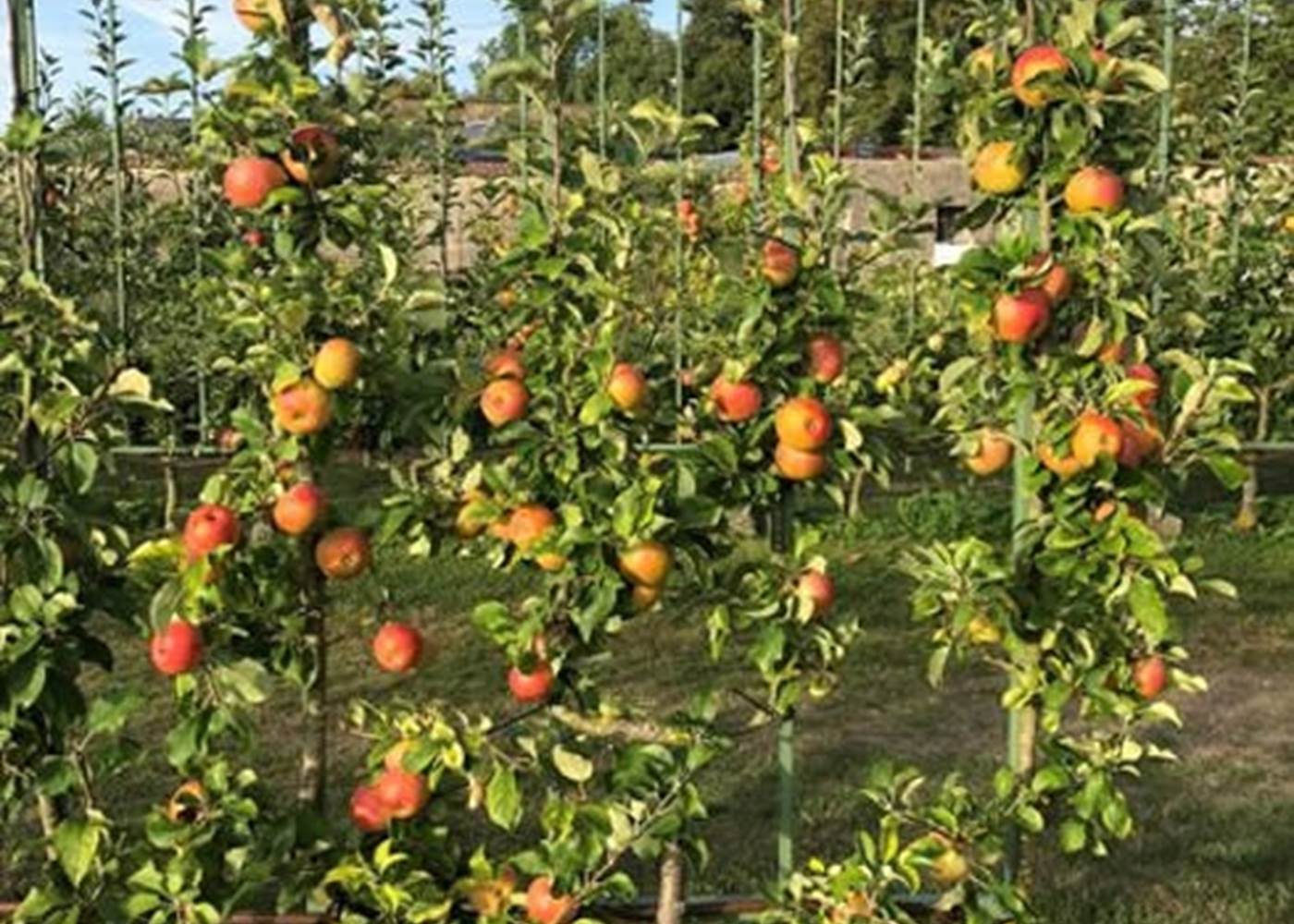 Pommiers en espalier