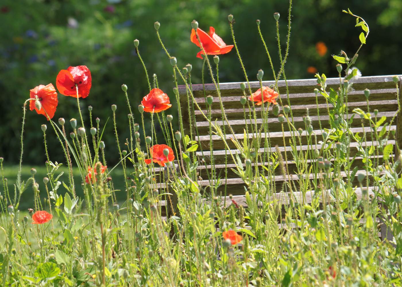 bal de coquelicots au printemps jusqu'en été