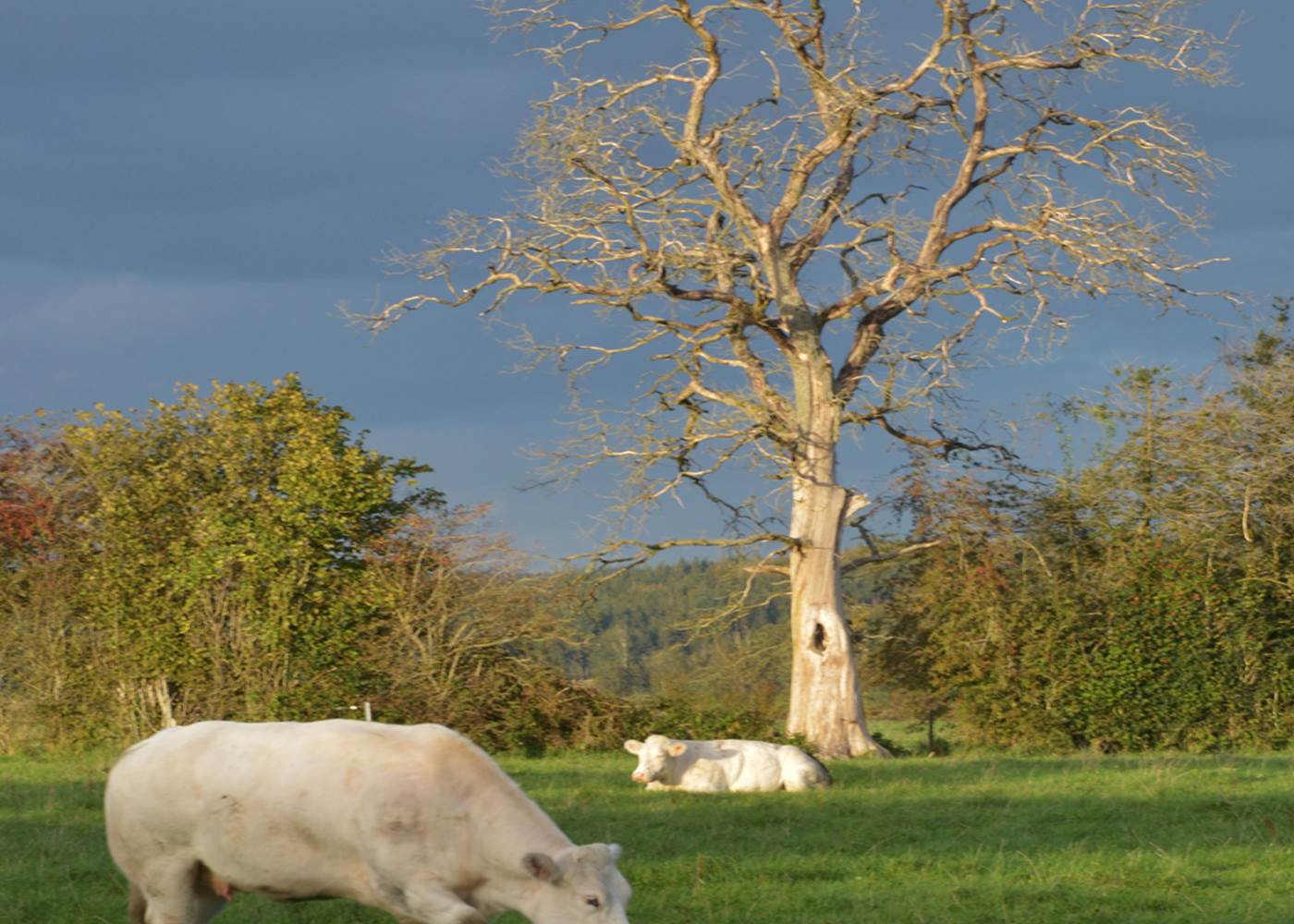 Insolites Chimay Arbre