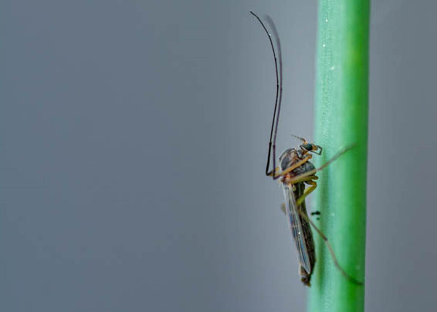 Les chemins de Berdis - Les petites bêtes du jardin 3