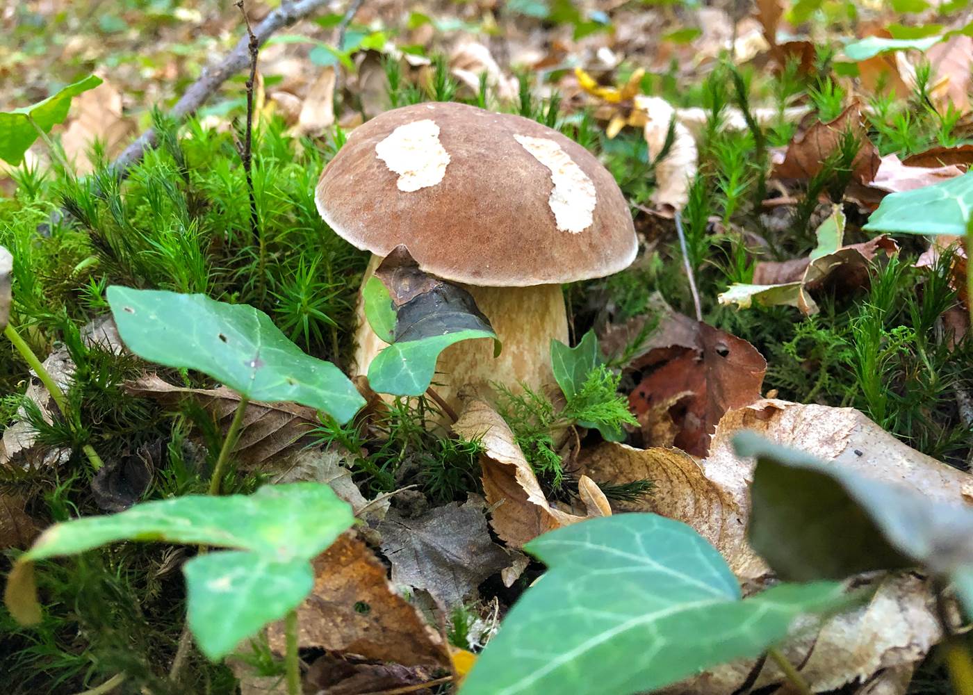 Jeune cèpe à tête noir