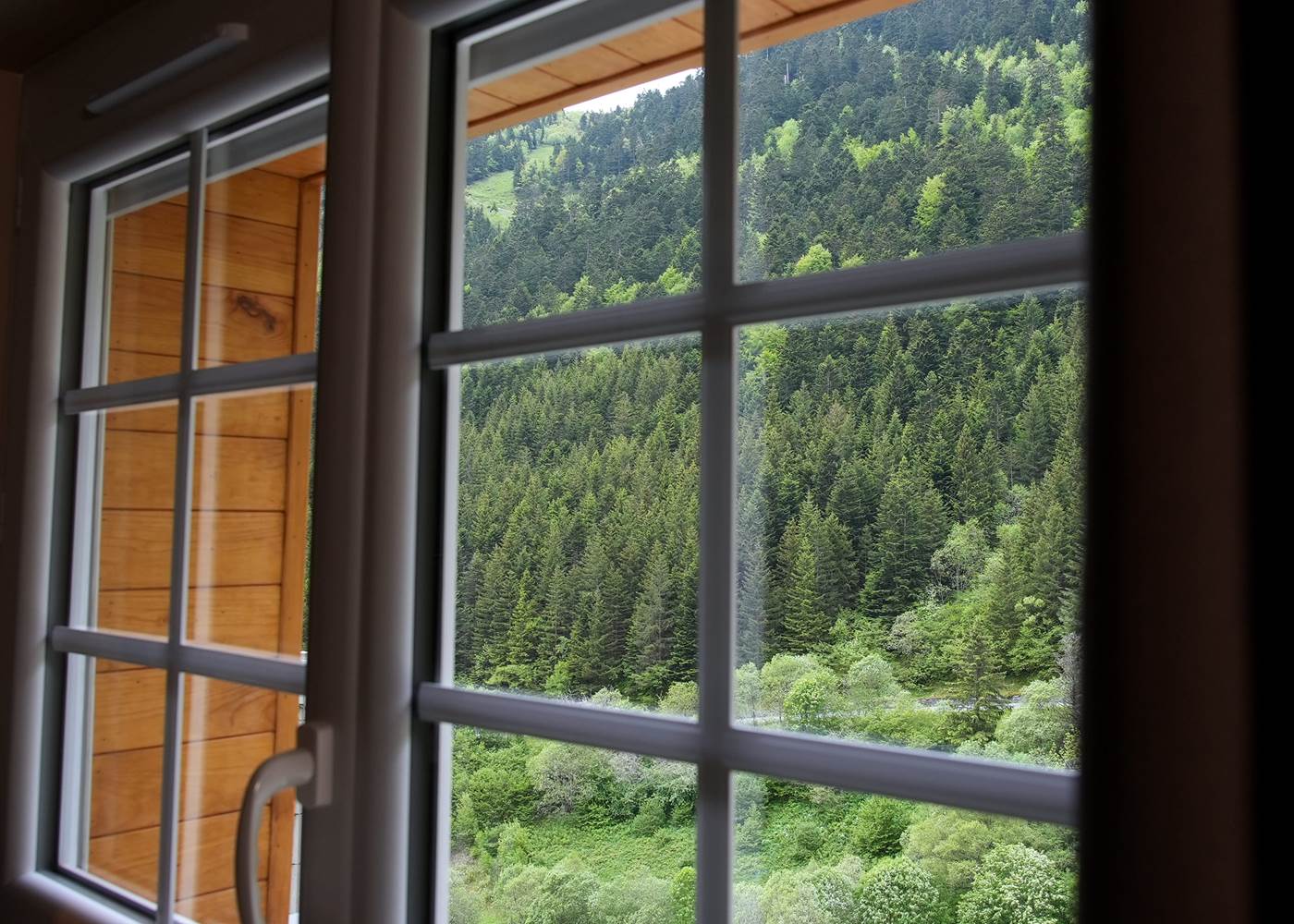 Vue exceptionnelle sur la forêt