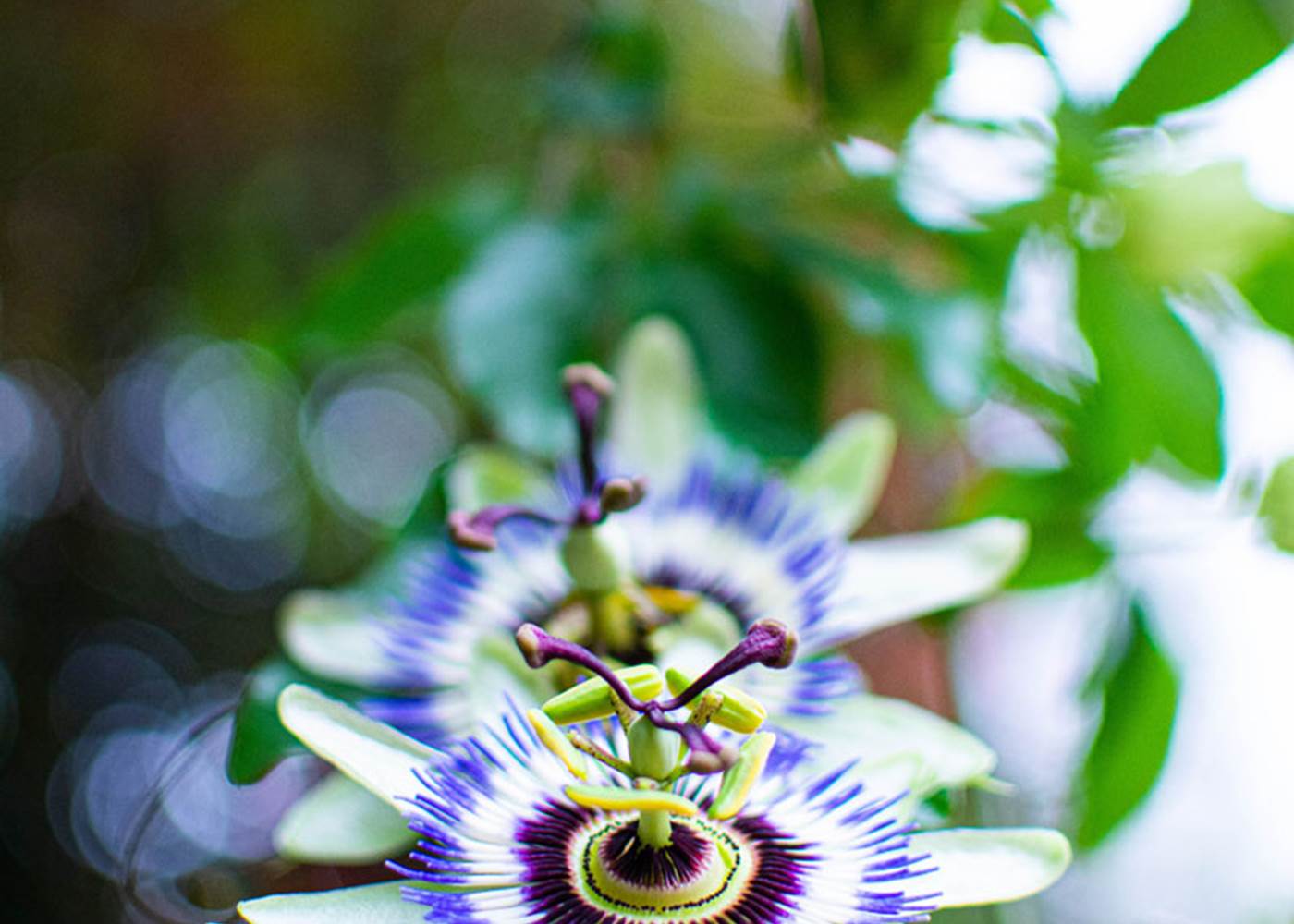 Les chemins de Berdis - Fleur de Passiflore