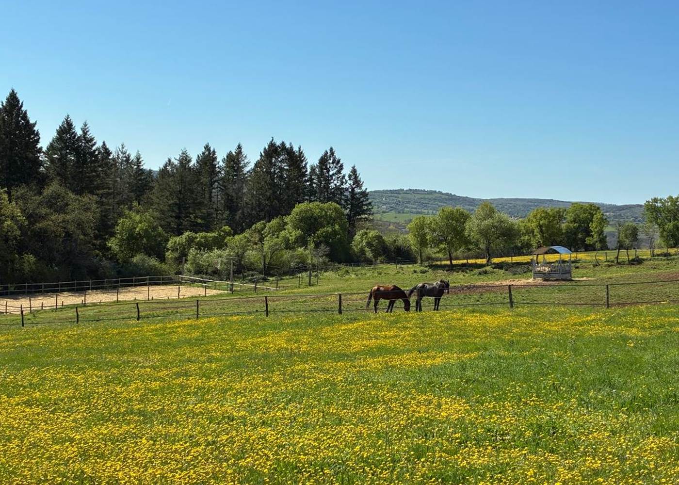 Prairie au printemps