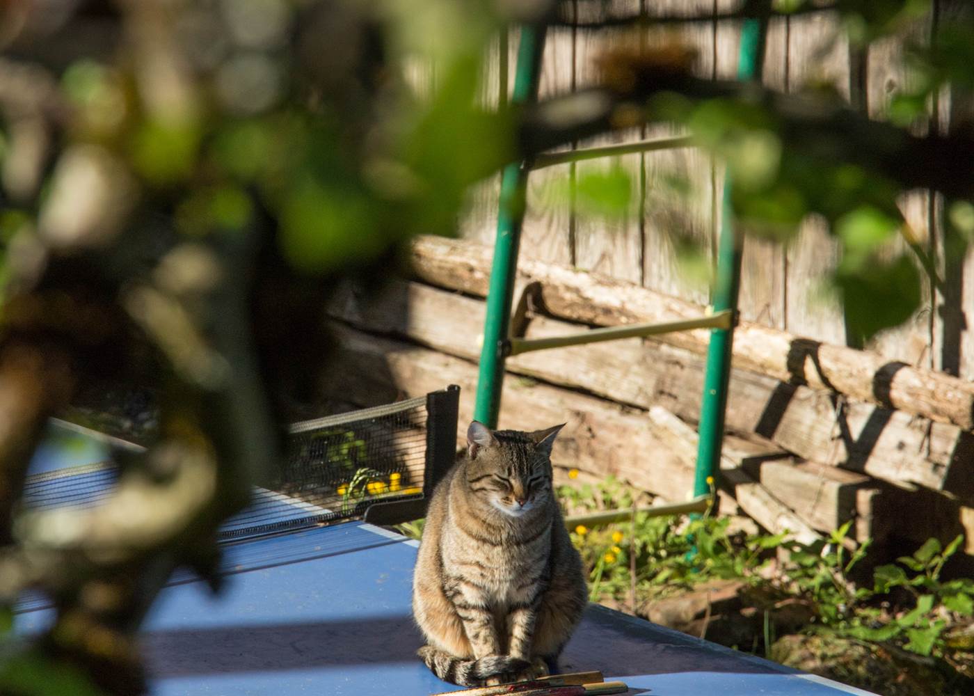 Table de ping-pong dans le jardin et joueur occasionnel !