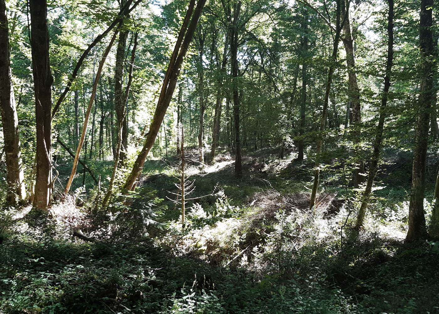 La forêt au coeur de votre séjour