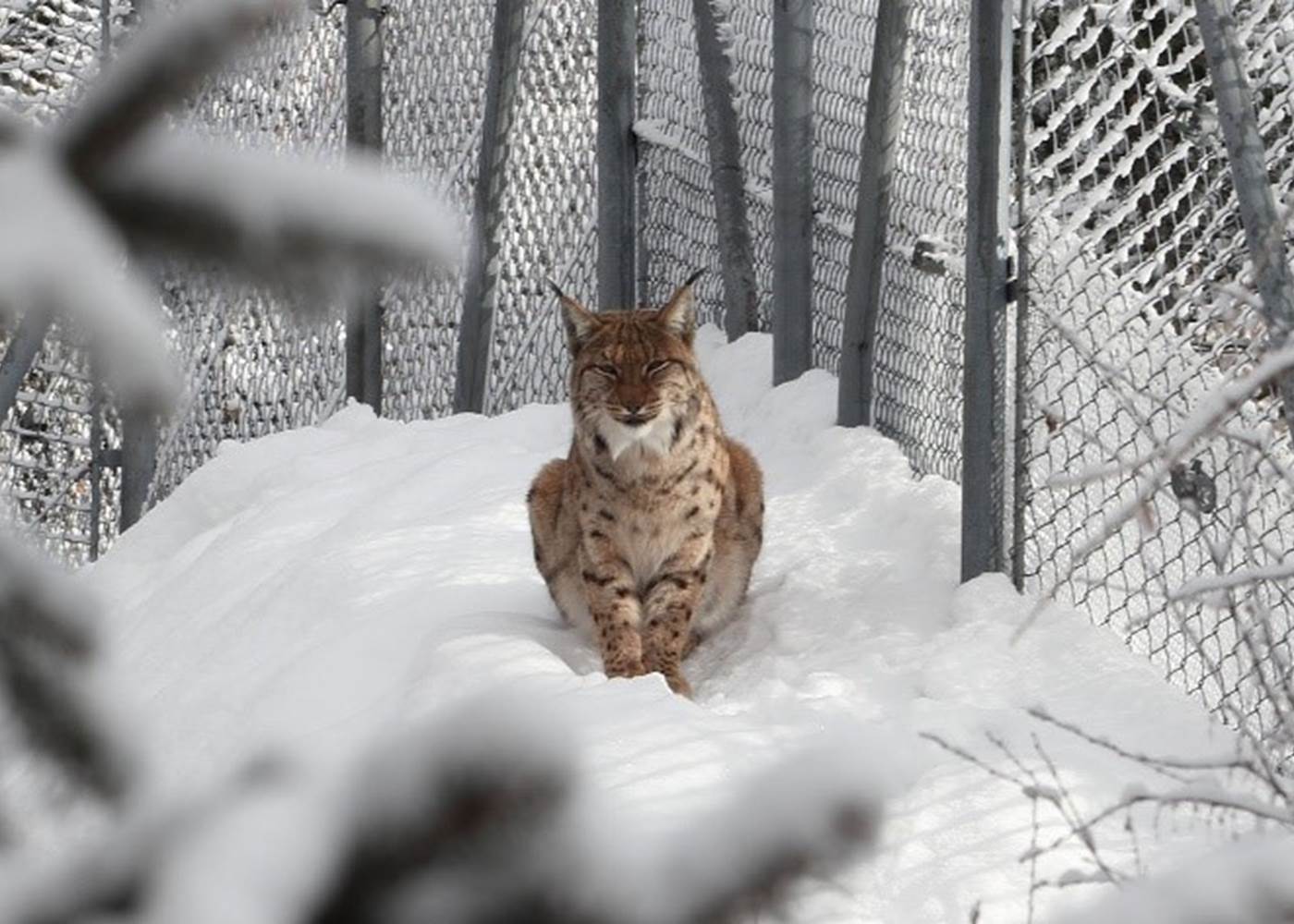 From 45 minutes of Vallorcine (Suisse) : Zoo alpin et piscine des Marécottes