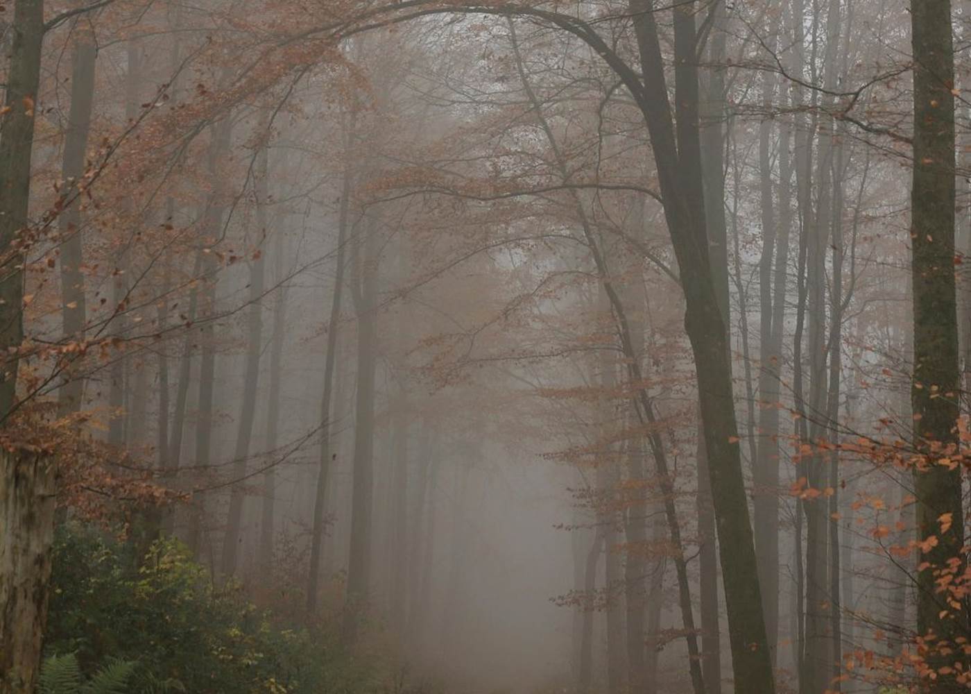 Forêt  Domaine de Souladiès Tarn et Garonne