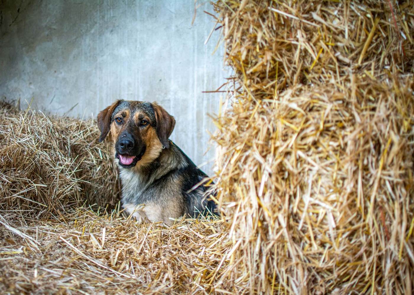 Les jardins de Berdis - Buddy