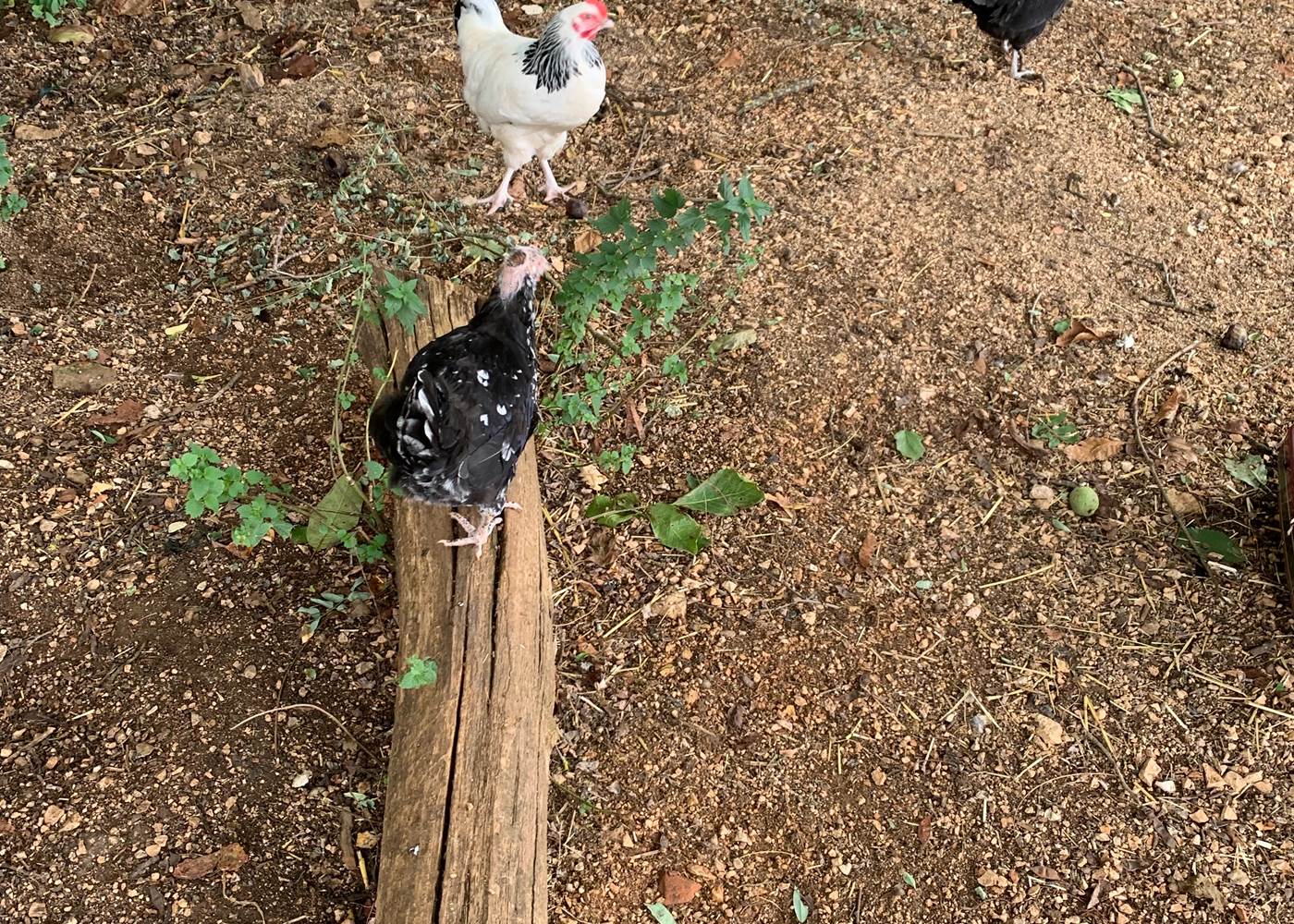 Les poulettes du Gravier