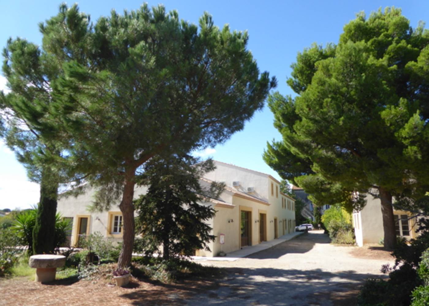 Coeur du domaine viticole Herbe Sainte Occitanie Sud de France