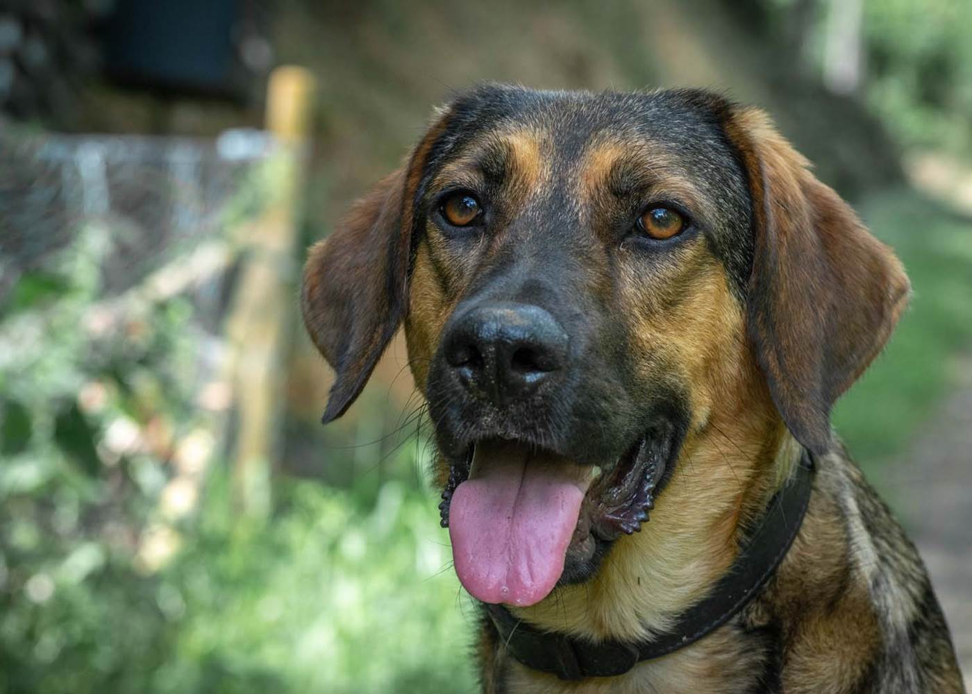 Les jardins de Berdis - Buddy 2